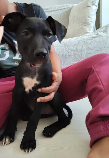 Adopter Mimi