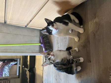 Adopter Haru et Nuri