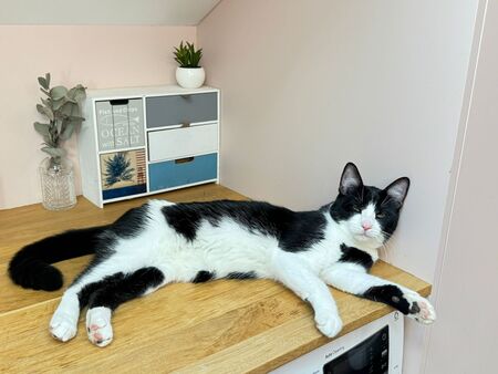 Adopter Gatsby 
