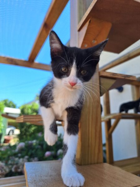 Adopter Bigoudie