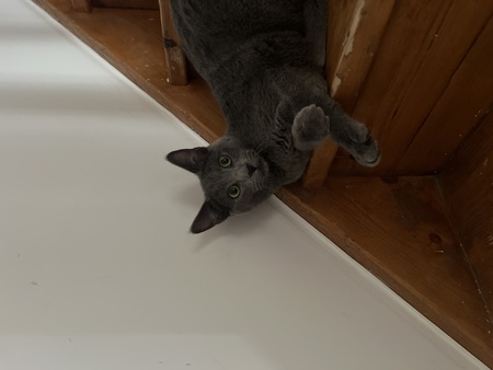 Adopter Naël