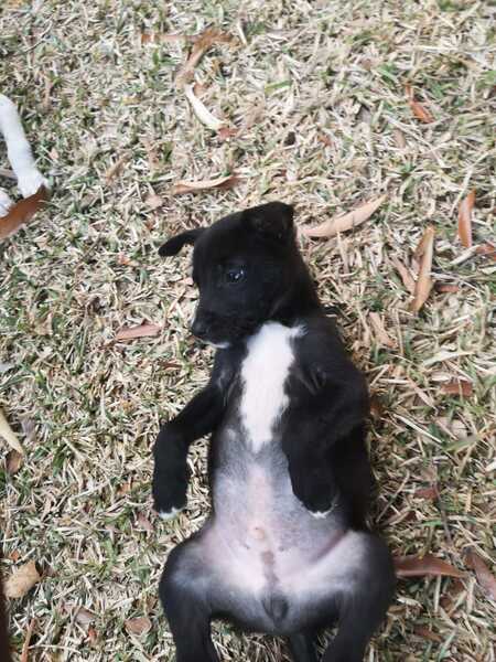 Adopter Naxos 