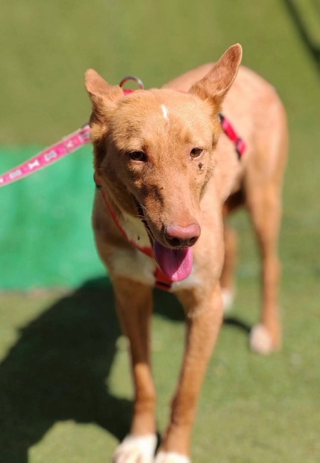 Adopter BERTO