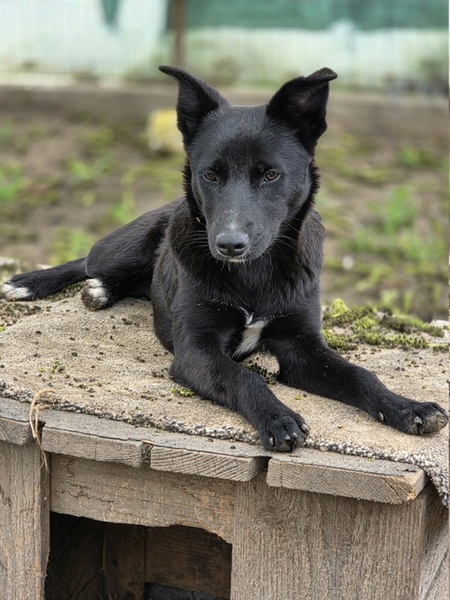 Adopter Pricha