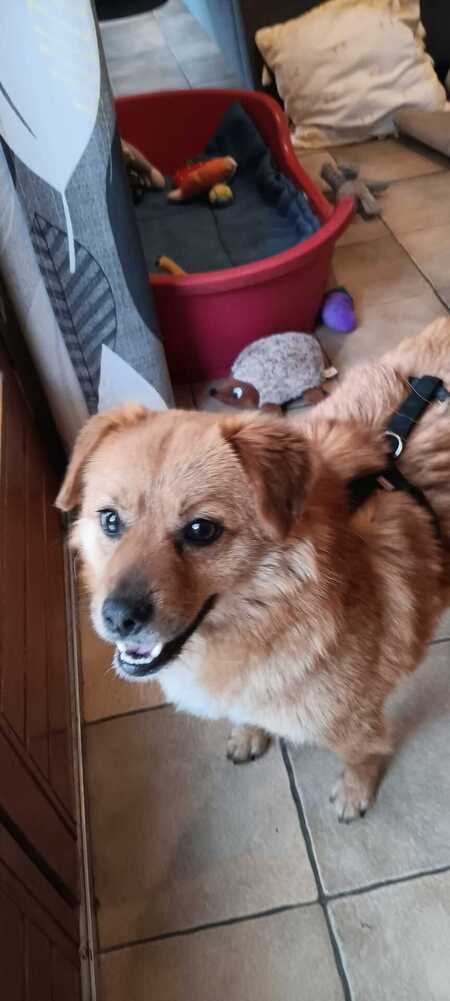 Adopter Muffin
