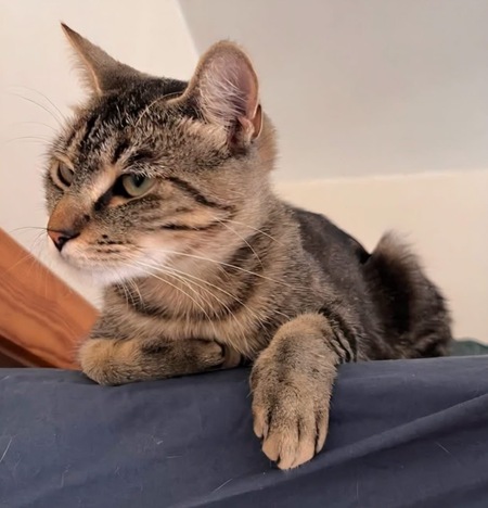Adopter Baggie 