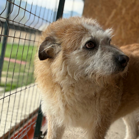 Adopter Polux