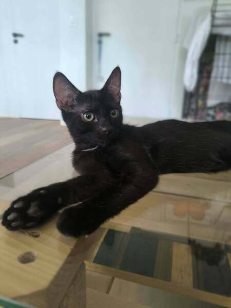 Adopter Copa