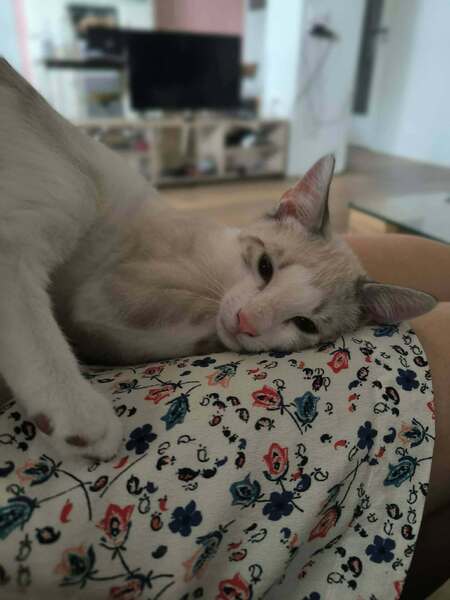 Adopter Hali