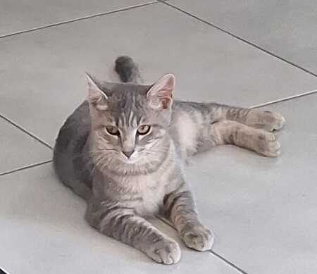 Adopter Burger