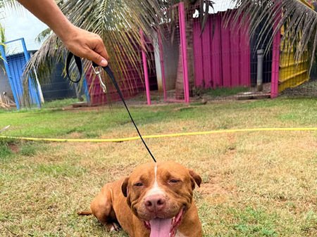 Adopter Starlett