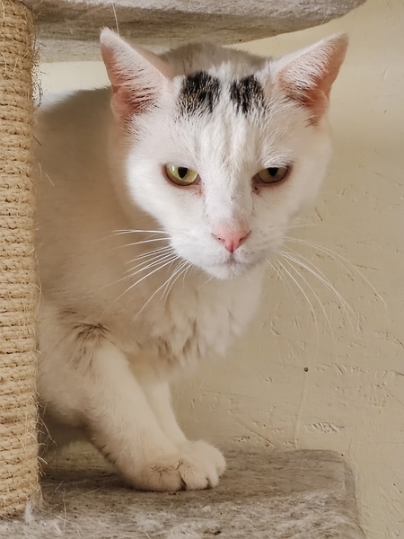 Adopter Picasso