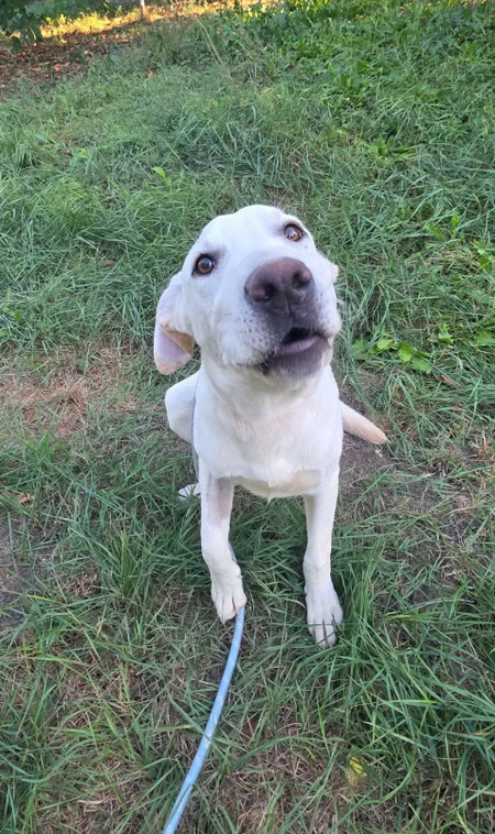 Adopter Jonas
