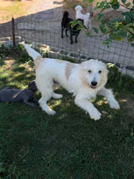 Adopter Boris