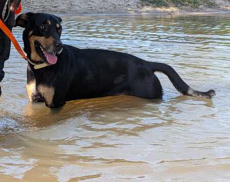 Adopter Kobe