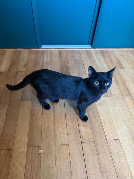 Adopter Nuri