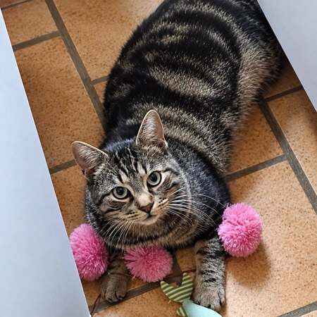 Adopter Romi
