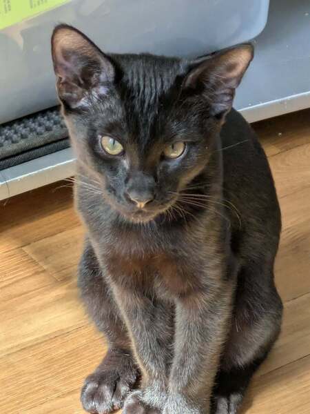 Adopter BATMAN