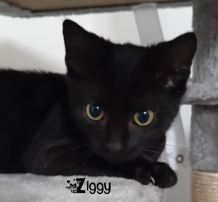 Adopter Ziggy