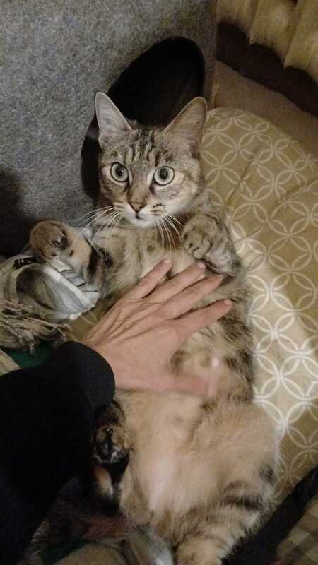 Adopter Mai Mai