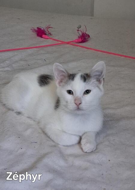 Adopter Zéphyr
