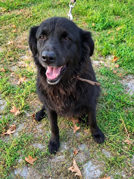 Adopter Rose