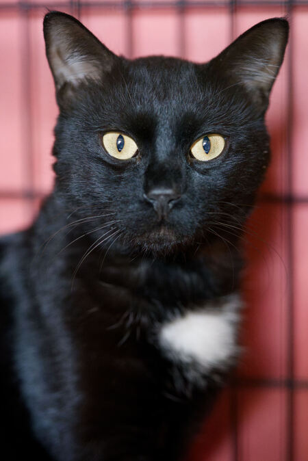 Adopter Arka