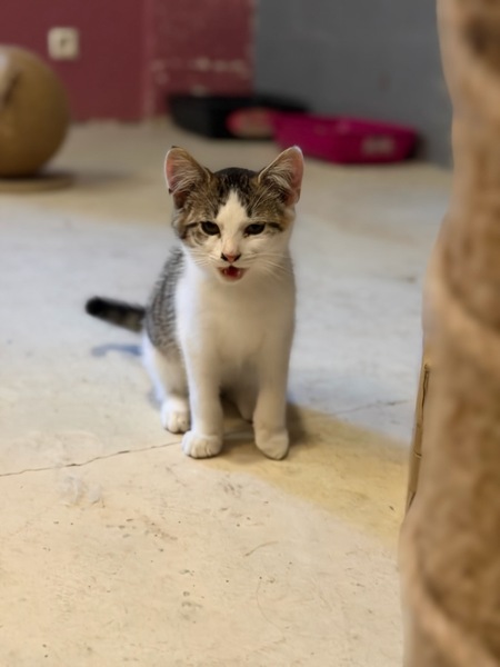 Adopter Billy