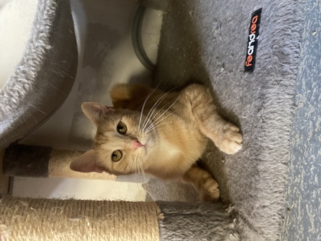 Adopter Jade