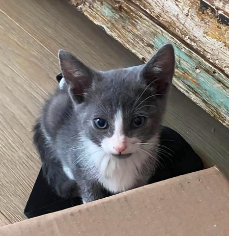 Adopter DUMBO