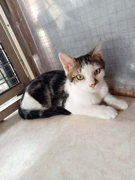 Adopter BLINI