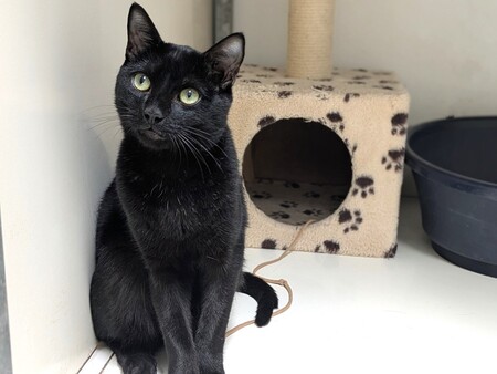 Adopter Alpha