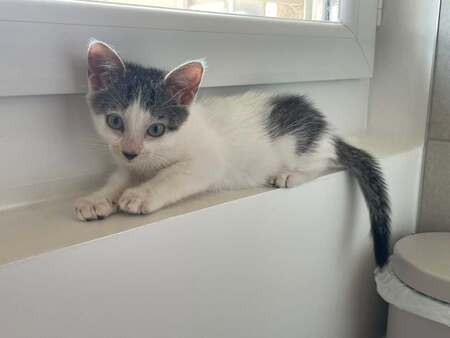Adopter BONNIE