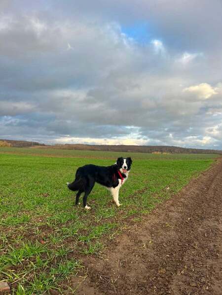Adopter Meadow