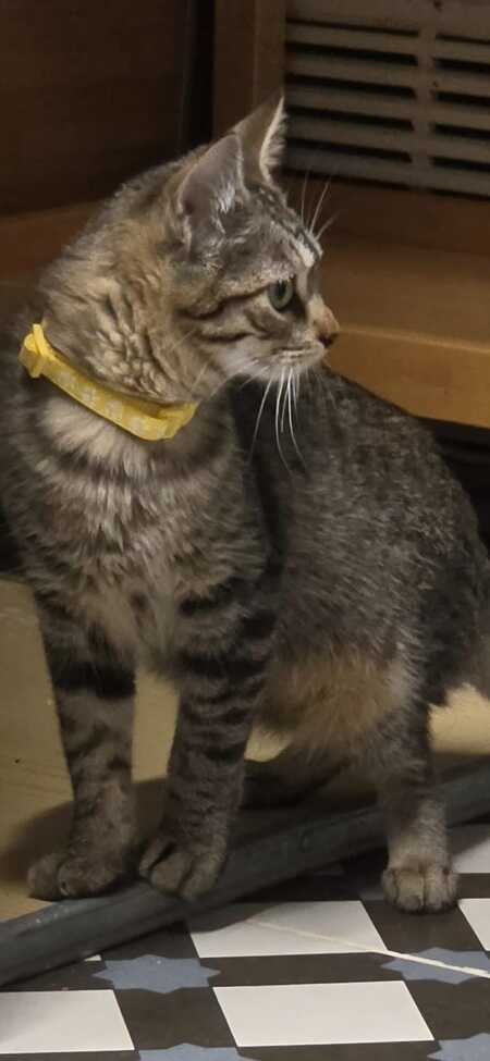 Adopter TITI