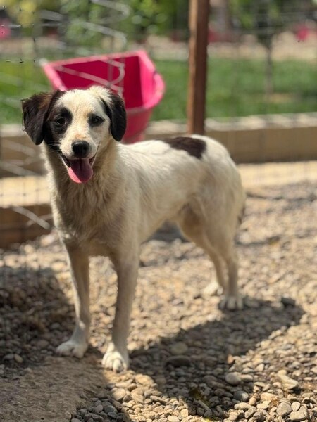 Adopter Lilo