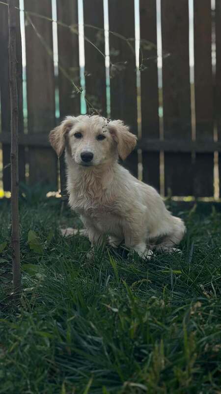 Adopter Rooney
