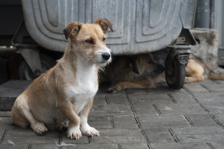 Adopter Aria