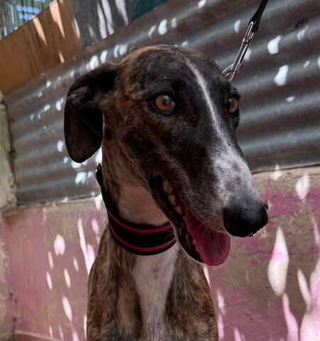 Adopter Candy