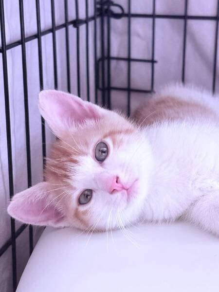Adopter Trouvé
