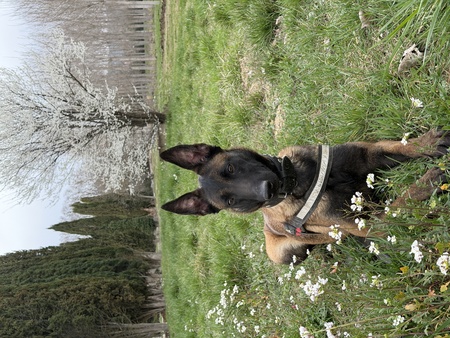 Adopter Farah
