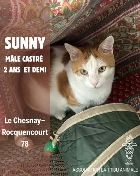 Adopter Sunny