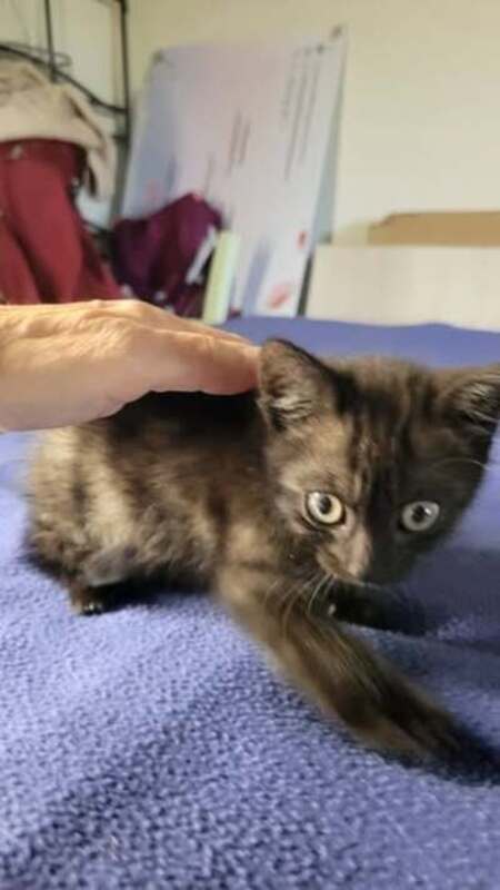 Adopter Fidji