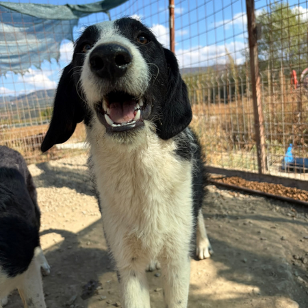 Adopter Meana