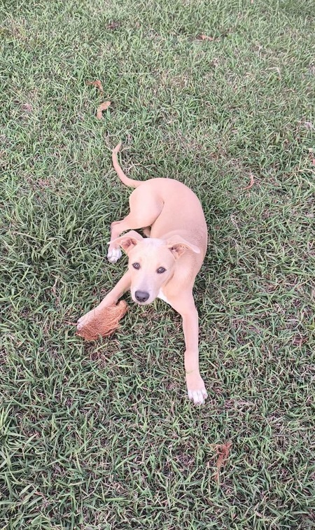 Adopter Mika