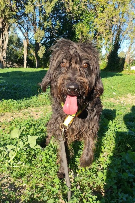 Adopter Noiro
