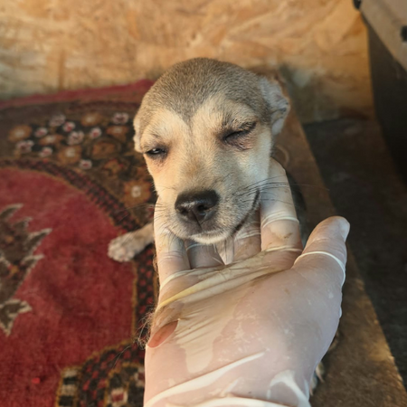 Adopter Mara