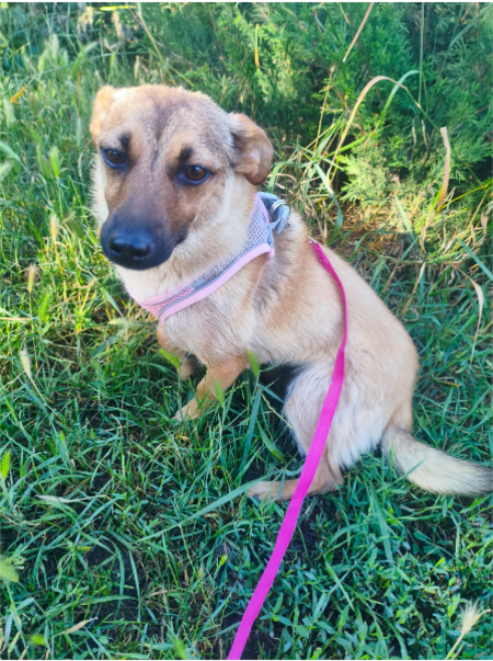 Adopter MIA, de Ukraine à adopter!