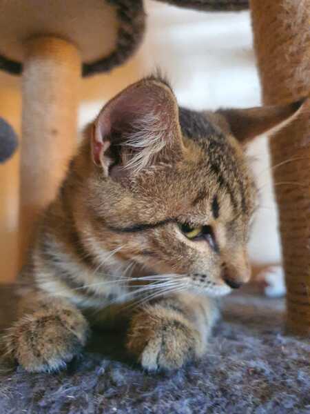Adopter Bois d'Inde