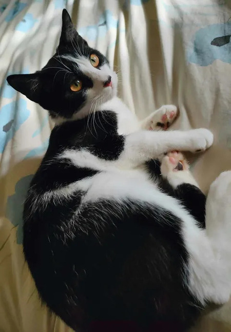 Adopter Willy